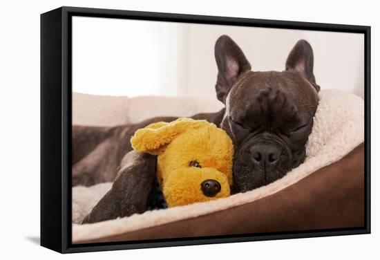 French Bulldog Dog Having a Sleeping and Relaxing a Siesta in Living Room, with Doggy Teddy Bear-Javier Brosch-Framed Stretched Canvas