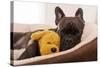 French Bulldog Dog Having a Sleeping and Relaxing a Siesta in Living Room, with Doggy Teddy Bear-Javier Brosch-Stretched Canvas