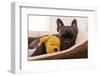 French Bulldog Dog Having a Sleeping and Relaxing a Siesta in Living Room, with Doggy Teddy Bear-Javier Brosch-Framed Photographic Print