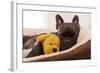 French Bulldog Dog Having a Sleeping and Relaxing a Siesta in Living Room, with Doggy Teddy Bear-Javier Brosch-Framed Photographic Print