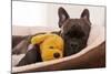 French Bulldog Dog Having a Sleeping and Relaxing a Siesta in Living Room, with Doggy Teddy Bear-Javier Brosch-Mounted Photographic Print