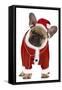 French Bulldog Dressed as Father Christmas-null-Framed Stretched Canvas