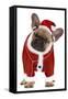 French Bulldog Dressed as Father Christmas-null-Framed Stretched Canvas