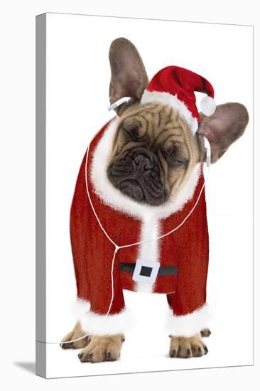 French Bulldog Dressed as Father Christmas-null-Stretched Canvas