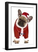 French Bulldog Dressed as Father Christmas-null-Framed Premium Photographic Print