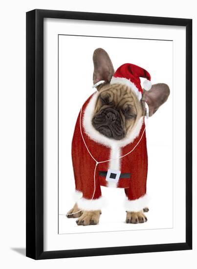 French Bulldog Dressed as Father Christmas-null-Framed Premium Photographic Print