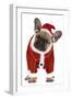 French Bulldog Dressed as Father Christmas-null-Framed Premium Photographic Print