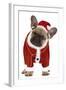 French Bulldog Dressed as Father Christmas-null-Framed Photographic Print