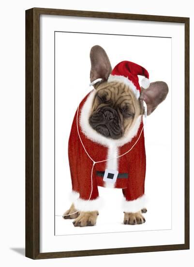 French Bulldog Dressed as Father Christmas-null-Framed Photographic Print