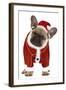 French Bulldog Dressed as Father Christmas-null-Framed Photographic Print