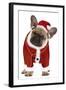 French Bulldog Dressed as Father Christmas-null-Framed Photographic Print