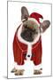 French Bulldog Dressed as Father Christmas-null-Mounted Photographic Print