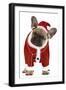 French Bulldog Dressed as Father Christmas-null-Framed Photographic Print