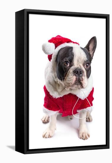 French Bulldog in Santa Costume for Christmas over White-Patryk Kosmider-Framed Stretched Canvas
