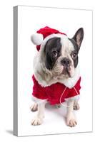 French Bulldog in Santa Costume for Christmas over White-Patryk Kosmider-Stretched Canvas