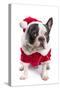 French Bulldog in Santa Costume for Christmas over White-Patryk Kosmider-Stretched Canvas