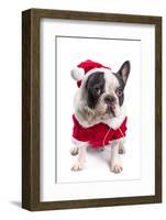French Bulldog in Santa Costume for Christmas over White-Patryk Kosmider-Framed Photographic Print