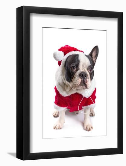 French Bulldog in Santa Costume for Christmas over White-Patryk Kosmider-Framed Photographic Print