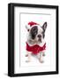 French Bulldog in Santa Costume for Christmas over White-Patryk Kosmider-Framed Photographic Print