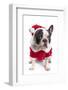 French Bulldog in Santa Costume for Christmas over White-Patryk Kosmider-Framed Photographic Print