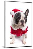 French Bulldog in Santa Costume for Christmas over White-Patryk Kosmider-Mounted Photographic Print