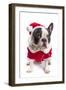 French Bulldog in Santa Costume for Christmas over White-Patryk Kosmider-Framed Photographic Print