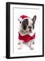 French Bulldog in Santa Costume for Christmas over White-Patryk Kosmider-Framed Photographic Print