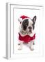 French Bulldog in Santa Costume for Christmas over White-Patryk Kosmider-Framed Photographic Print