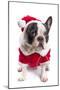 French Bulldog in Santa Costume for Christmas over White-Patryk Kosmider-Mounted Photographic Print