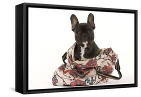 French Bulldog in Studio in Carrying Bag-null-Framed Stretched Canvas