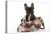 French Bulldog in Studio in Carrying Bag-null-Stretched Canvas
