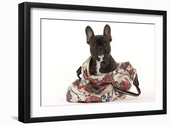 French Bulldog in Studio in Carrying Bag-null-Framed Photographic Print