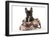 French Bulldog in Studio in Carrying Bag-null-Framed Photographic Print
