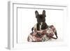 French Bulldog in Studio in Carrying Bag-null-Framed Photographic Print