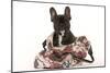 French Bulldog in Studio in Carrying Bag-null-Mounted Photographic Print