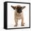 French Bulldog in Studio Looking Sad-null-Framed Stretched Canvas