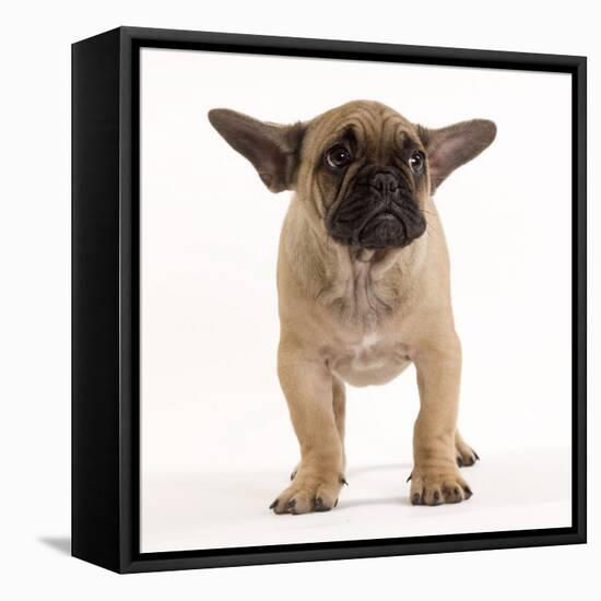 French Bulldog in Studio Looking Sad-null-Framed Stretched Canvas