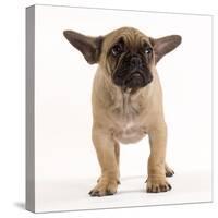 French Bulldog in Studio Looking Sad-null-Stretched Canvas