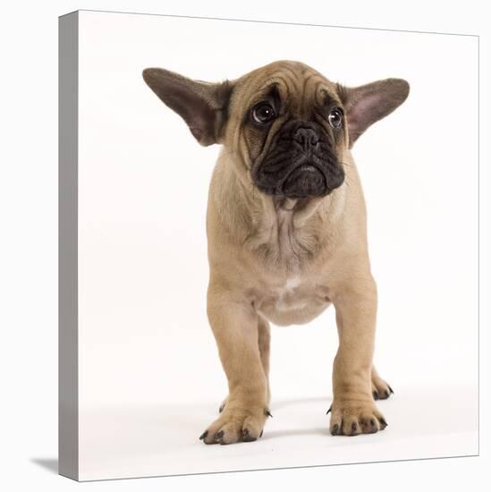 French Bulldog in Studio Looking Sad-null-Stretched Canvas