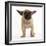 French Bulldog in Studio Looking Sad-null-Framed Premium Photographic Print