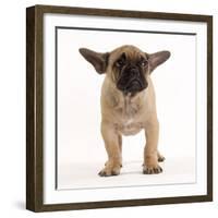 French Bulldog in Studio Looking Sad-null-Framed Photographic Print