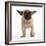 French Bulldog in Studio Looking Sad-null-Framed Photographic Print