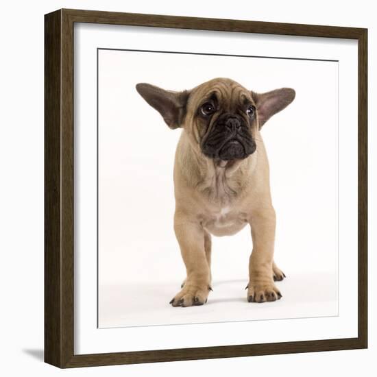 French Bulldog in Studio Looking Sad-null-Framed Photographic Print