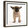 French Bulldog in Studio Looking Sad-null-Framed Photographic Print