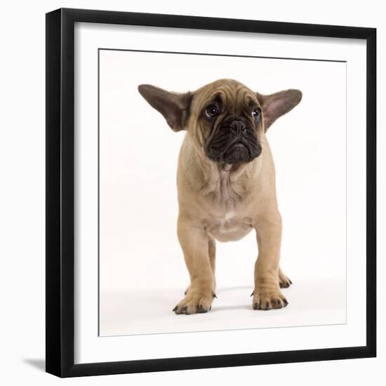 French Bulldog in Studio Looking Sad-null-Framed Photographic Print