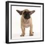 French Bulldog in Studio Looking Sad-null-Framed Photographic Print