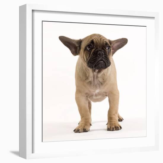 French Bulldog in Studio Looking Sad-null-Framed Photographic Print