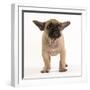 French Bulldog in Studio Looking Sad-null-Framed Photographic Print