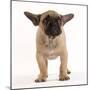 French Bulldog in Studio Looking Sad-null-Mounted Photographic Print