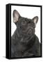 French Bulldog in Studio-null-Framed Stretched Canvas